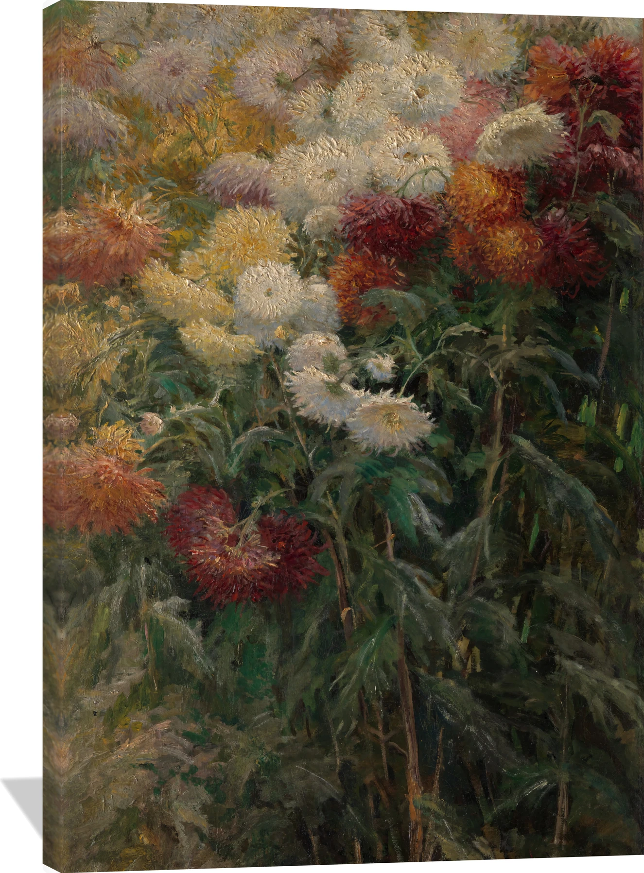 Chrysanthemums in the Garden at Petit-Gennevilliers