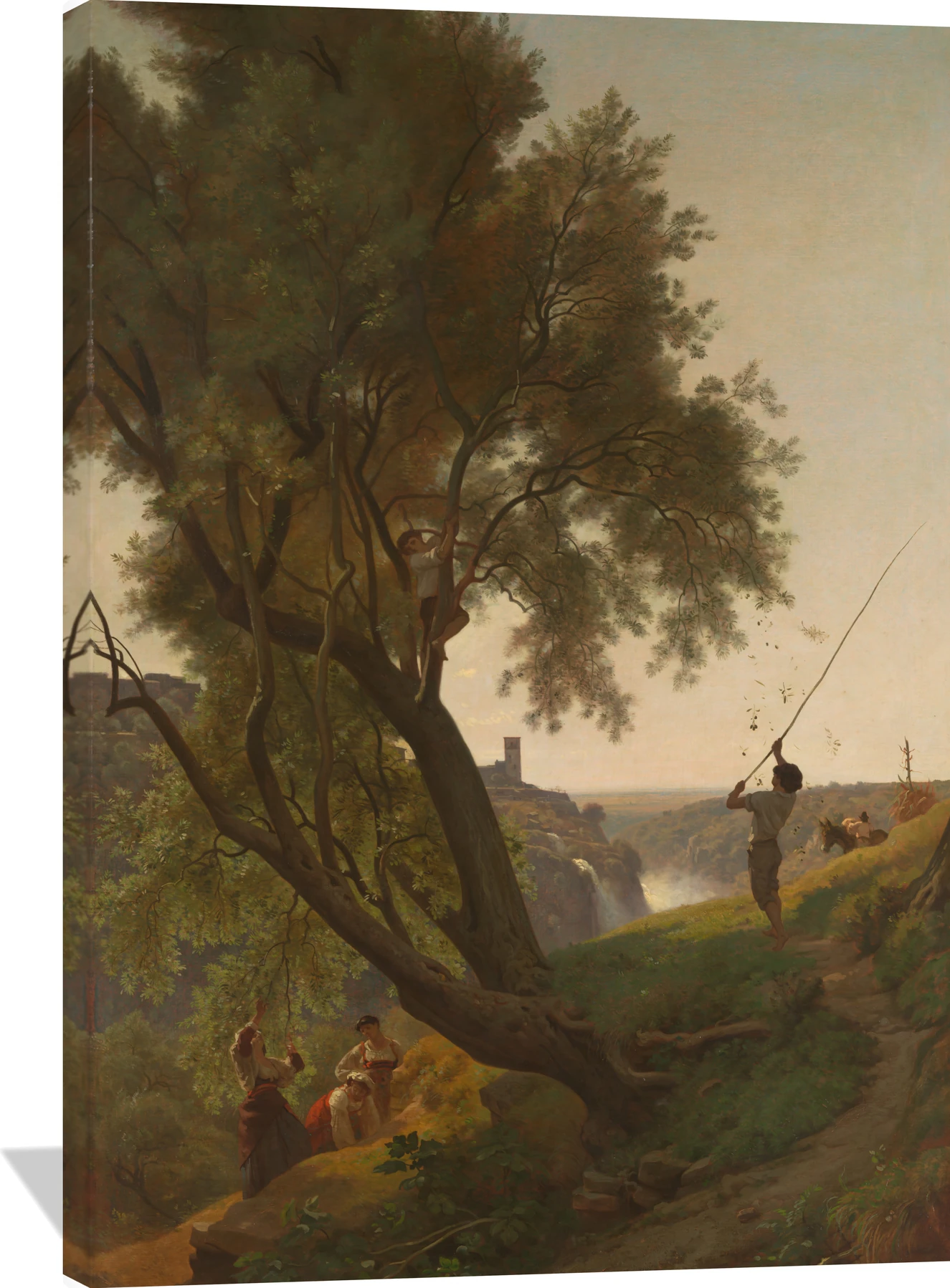 Gathering Olives at Tivoli