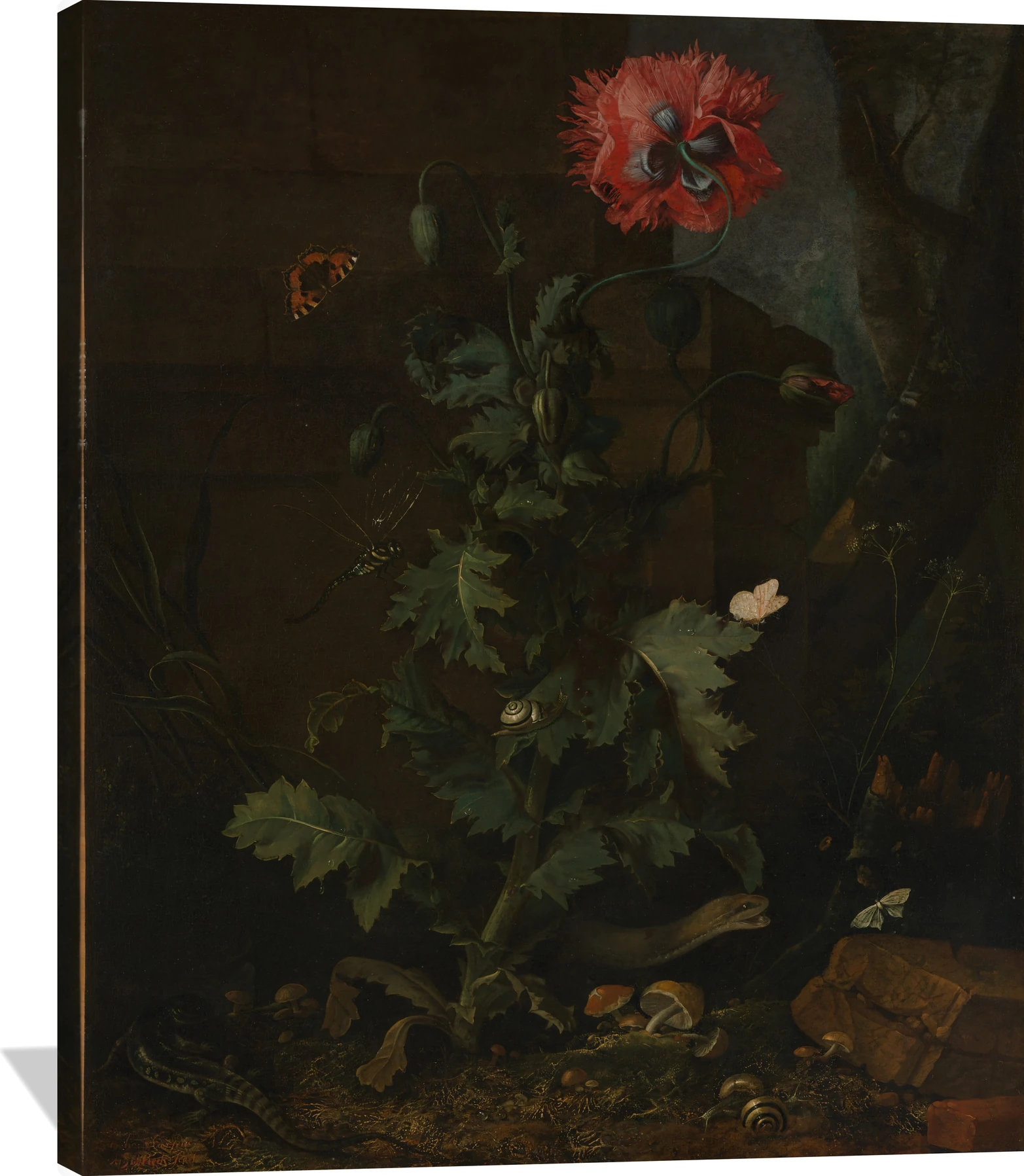 Still Life with Poppy, Insects, and Reptiles